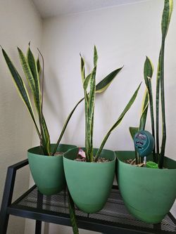 Snake Plant In Pot