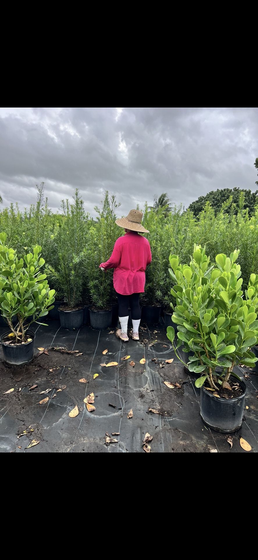 Podocarpus For Sale 