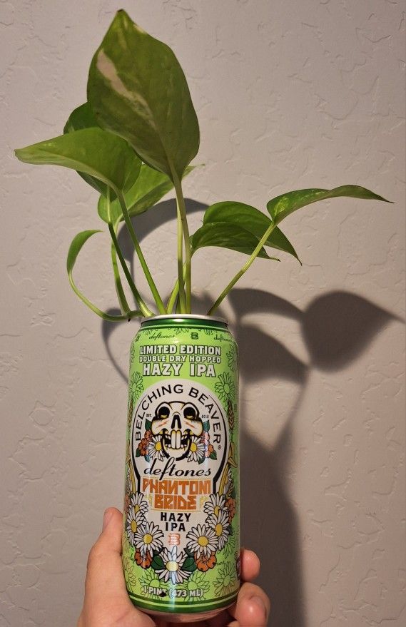 Golden Pothos Plant In A Can