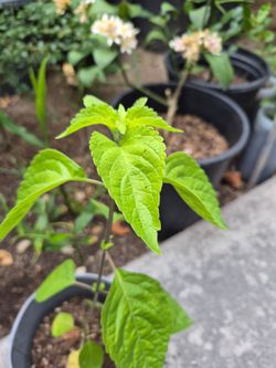 Indian holy basil