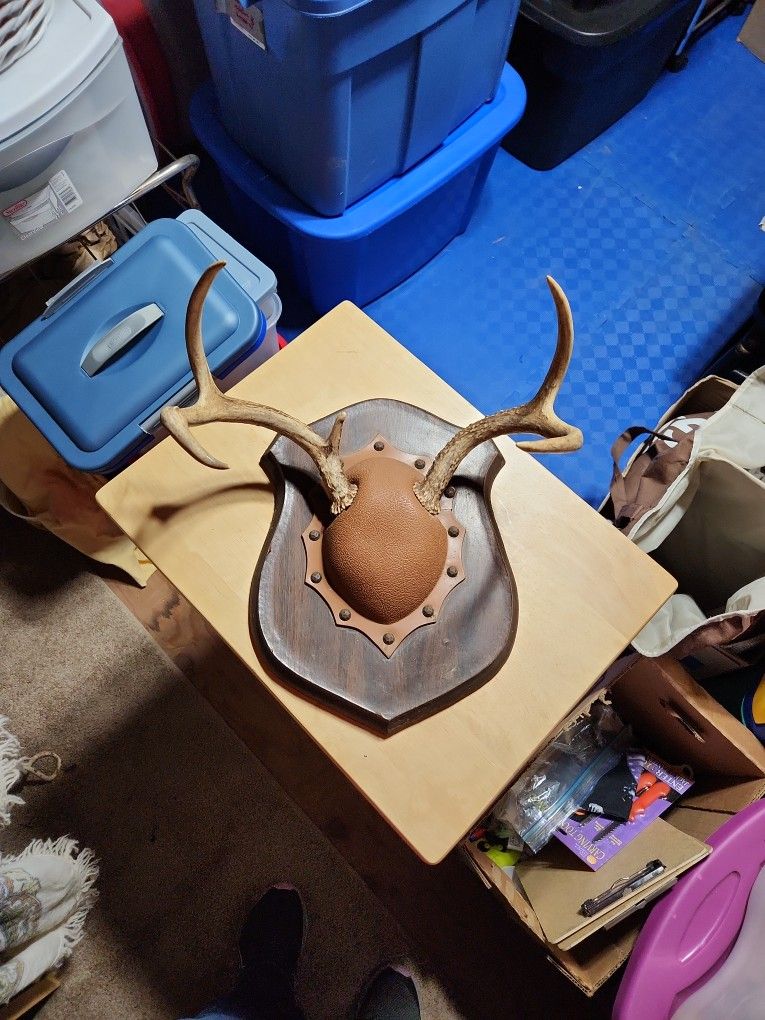 5 Point Deer Antler Mount