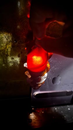 Shark egg