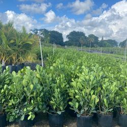 Clusia Hedges 3ft 🏡$13