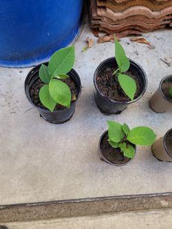Cherimoya Fruit Plant