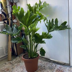 Philodendron Selloum Inma 8 Inch Pot” Bay Ridge Brooklyn”