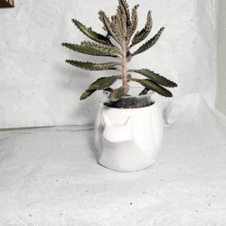 Mother of Thousands Kalanchoe (Alligator Plant) - Live Rooted Succulent - Healthy & Thriving!