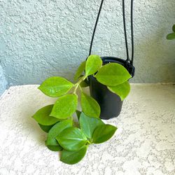 Hoya Pachyclada  Plant 