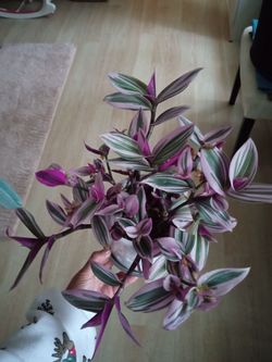 Wandering Jew Plant