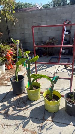 Dragón fruit and papaya trees