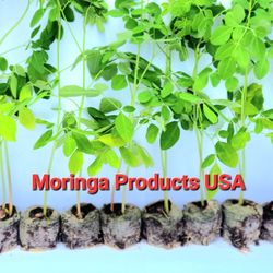 Moringa Plants 10 live Moringa Seedlings With Free Moringa Seeds, Includes Instruction & Seed Starting Instructions.