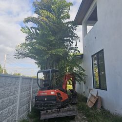 fishtail palms overgrown 20 feet tall Instant  Privacy  Hedge  For Fence  