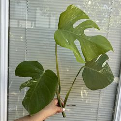 Monstera Albo Potted Plant
