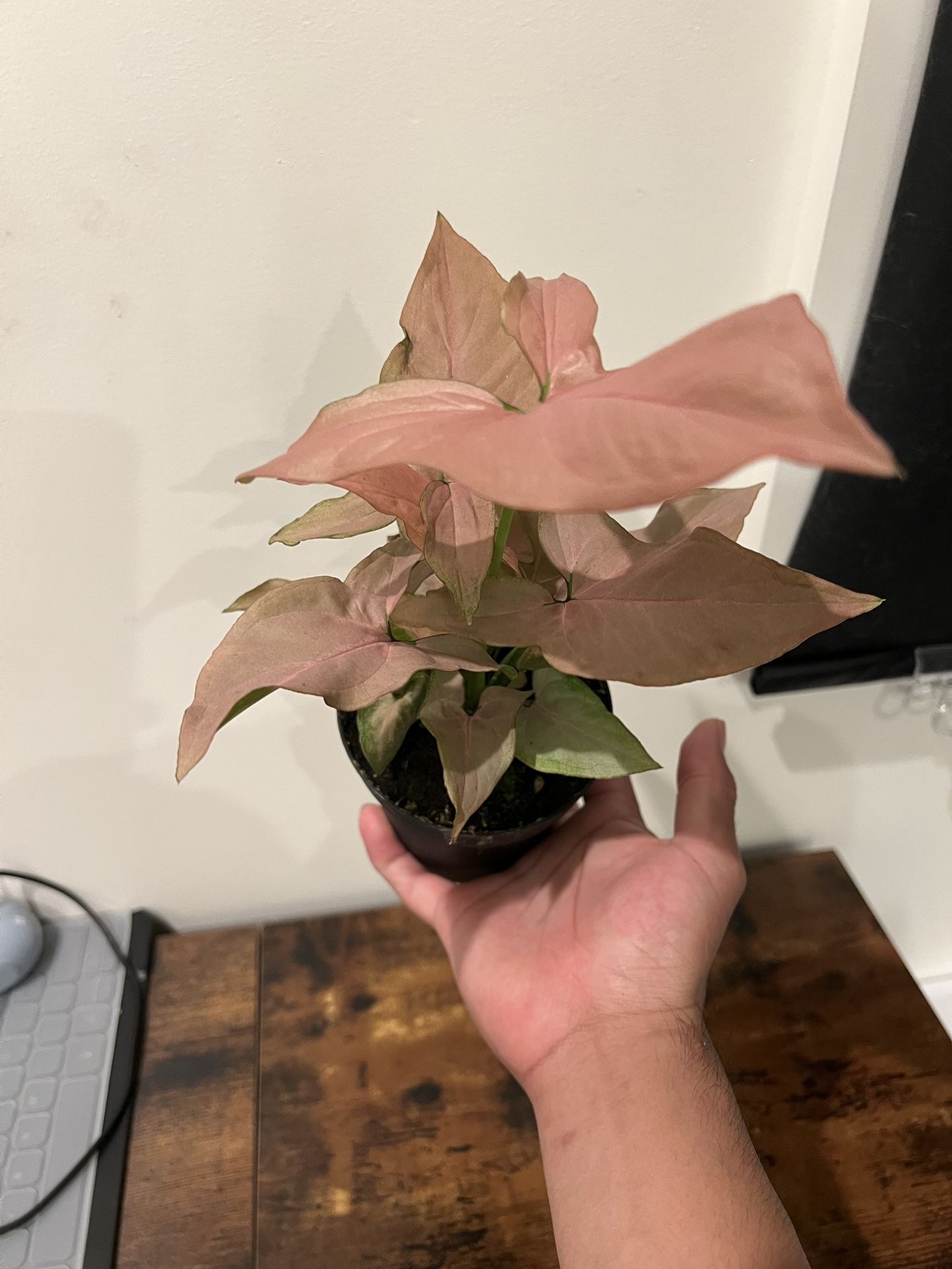 Syngonium Plant