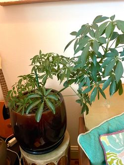 Healthy Houseplant