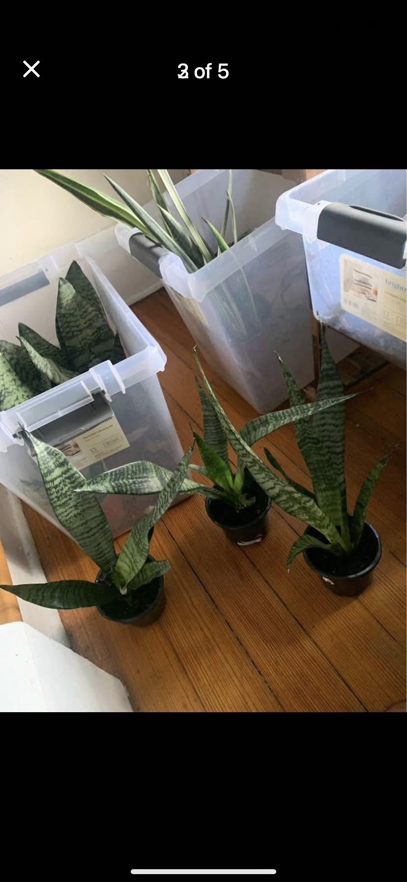 Snake Plants!! $10 Each!!