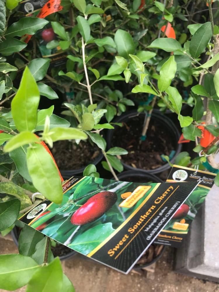Sweet Southern Cherry Fully Grown Tree In 3 Gallon Pot Self Pollinating