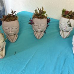 Succulent Arrangements 