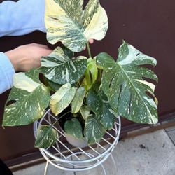 6” monstera snow white rare plant 2 plants in pot 