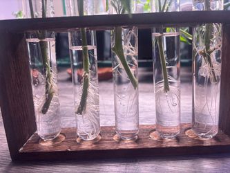 🍅 Rooted Cherry Tomato Plants for Sale! 🌱