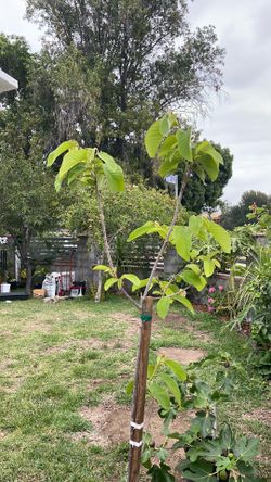 Cherimoya pierce grafted