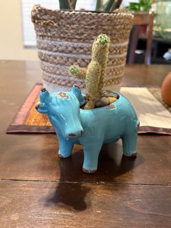 Live Lady Fingers Cactus  with a Ceramic Cow Pot (Please read full description)