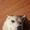 Luis