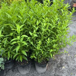 Night Blooming Jasmine In 3 gls Pot. ( Galan De Noche) SPECIAL PRICE🤩