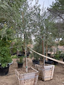 Olive tree