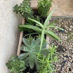 Wood Planter Size 2 Foot Lon By  9 Inches With 9 Diferentes Suculents 