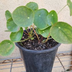 Pilea peperomioides