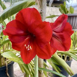 Red Amaryllis 