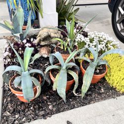 Potted Agave 