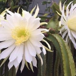 6” dog tail cactus first picture for reference 