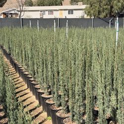 Italian cypress 5 gal