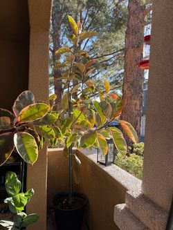 Massive tri-color rubber tree