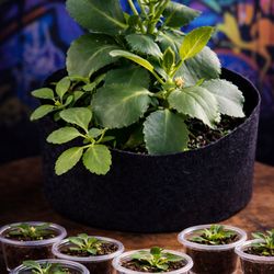 Kalanchoe Starter Plants – Easy Care Succulents 🌱