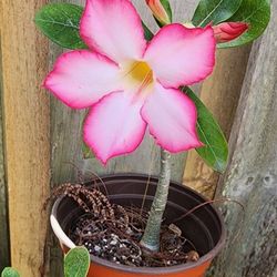 Desert Rose