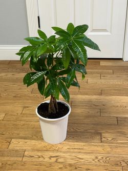 Money tree