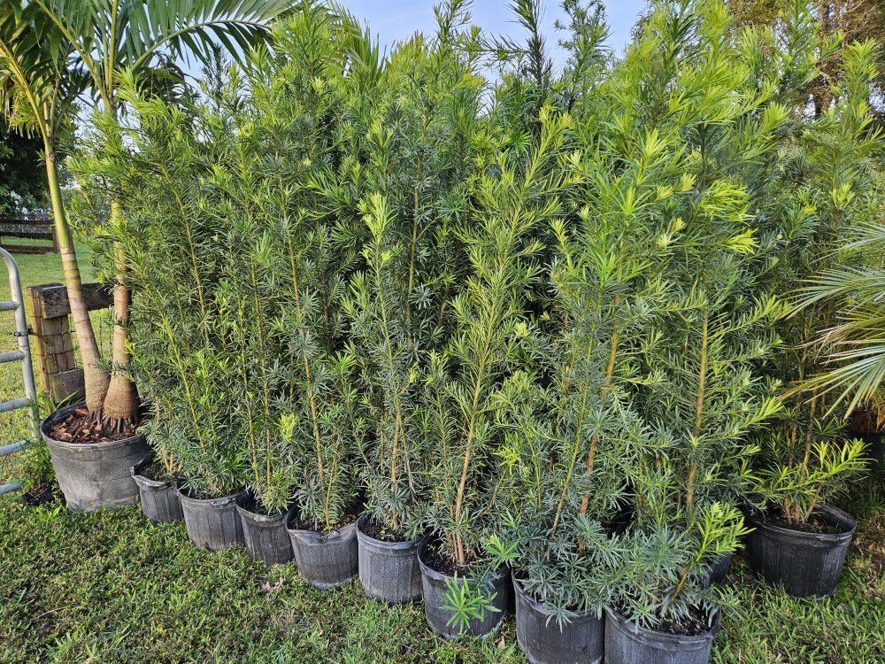 Podocarpus Over 6+ Feet Tall Full Green  Fertilized  Ready For Planting Instant Privacy Hedge  Same Day Transportation 