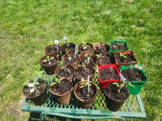Free seedlings