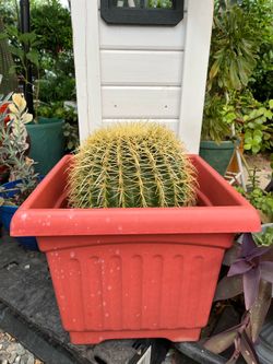 Golden Barrel Cactus - Echinocactus grusonii