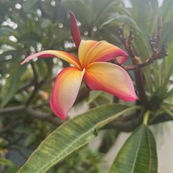 Plumaria