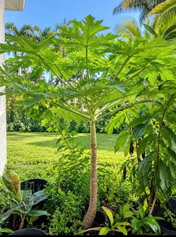 Papaya Tree