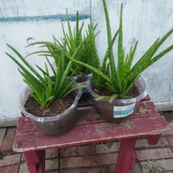 Aloe Vera Plants for Sale in San Antonio, TX - OfferUp