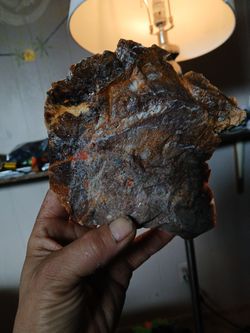 Slice Of Petrafied Wood Aget