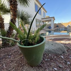 Glazed Green Pot With Asparagus Fern And Aloe Vera Plant / Full Sun / Live Outdoor Patio Garden  Plants 