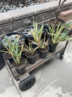 Aloe Vera Plant - 1-gal Container $10 each