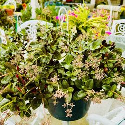 Beautiful Succulent Plants In Bloom - Can Be Hanging Plant 