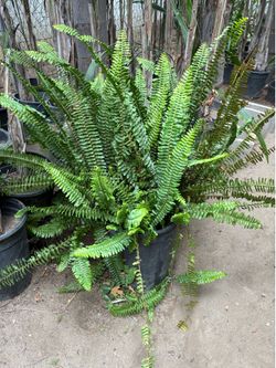 Plant