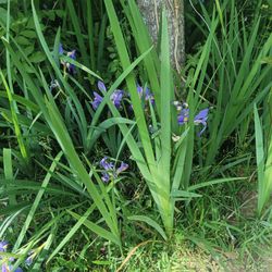 Blue flag iris plants